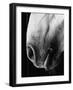 Nose of Lippizaner Stallion-Karen Tweedy-Holmes-Framed Photographic Print