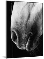 Nose of Lippizaner Stallion-Karen Tweedy-Holmes-Mounted Photographic Print