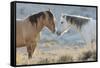 Nose to nose Sand Wash Basin wild mustangs-Ken Archer-Framed Stretched Canvas