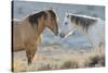 Nose to nose Sand Wash Basin wild mustangs-Ken Archer-Stretched Canvas