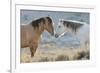 Nose to nose Sand Wash Basin wild mustangs-Ken Archer-Framed Photographic Print