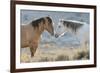 Nose to nose Sand Wash Basin wild mustangs-Ken Archer-Framed Photographic Print