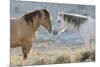 Nose to nose Sand Wash Basin wild mustangs-Ken Archer-Mounted Photographic Print