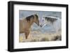 Nose to nose Sand Wash Basin wild mustangs-Ken Archer-Framed Photographic Print