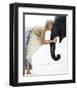 Nose to Nose, Thailand-David Trood-Framed Art Print