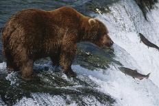 Brown Bear Grizzly Bear Looking at Salmon Katmai National Park Alaska Usa.-Nosnibor137-Photographic Print