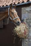 Closeup of a Brown Horse Eating Hay outside Stable-Nosnibor137-Photographic Print