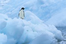 Penguin on Iceberg-Nosnibor137-Photographic Print