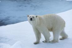 Polar Bear on Ice Yukon-Nosnibor137-Photographic Print