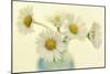 Nostalgic Daisies  Still Life-Cora Niele-Mounted Giclee Print