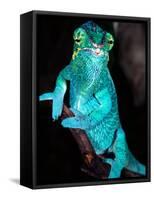Nosy Be Blue Phase Panther Chameleon, Native to Madagascar-David Northcott-Framed Stretched Canvas