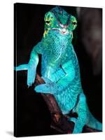 Nosy Be Blue Phase Panther Chameleon, Native to Madagascar-David Northcott-Stretched Canvas
