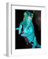 Nosy Be Blue Phase Panther Chameleon, Native to Madagascar-David Northcott-Framed Photographic Print