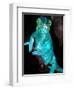 Nosy Be Blue Phase Panther Chameleon, Native to Madagascar-David Northcott-Framed Photographic Print