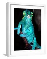 Nosy Be Blue Phase Panther Chameleon, Native to Madagascar-David Northcott-Framed Photographic Print
