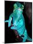 Nosy Be Blue Phase Panther Chameleon, Native to Madagascar-David Northcott-Mounted Photographic Print