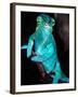 Nosy Be Blue Phase Panther Chameleon, Native to Madagascar-David Northcott-Framed Photographic Print