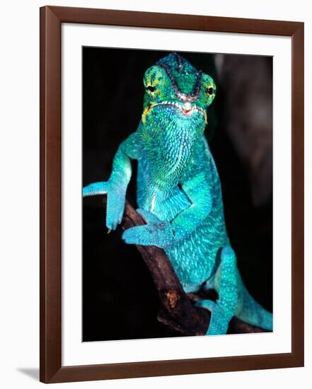 Nosy Be Blue Phase Panther Chameleon, Native to Madagascar-David Northcott-Framed Photographic Print