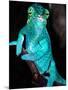 Nosy Be Blue Phase Panther Chameleon, Native to Madagascar-David Northcott-Mounted Photographic Print