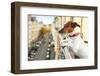 Nosy Watching Dog-Javier Brosch-Framed Photographic Print