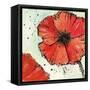 Not a California Poppy IV-Chris Paschke-Framed Stretched Canvas