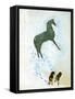Not a White Horse-George Adamson-Framed Stretched Canvas