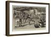 Not in Earnest, a Native War Dance before Lord Wolseley at the Mudireh, Dongola-Frederic Villiers-Framed Giclee Print
