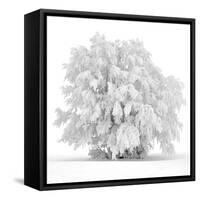 Not just white-Philippe Sainte-Laudy-Framed Stretched Canvas