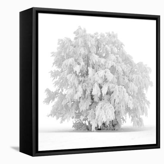 Not just white-Philippe Sainte-Laudy-Framed Stretched Canvas