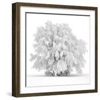 Not just white-Philippe Sainte-Laudy-Framed Photographic Print