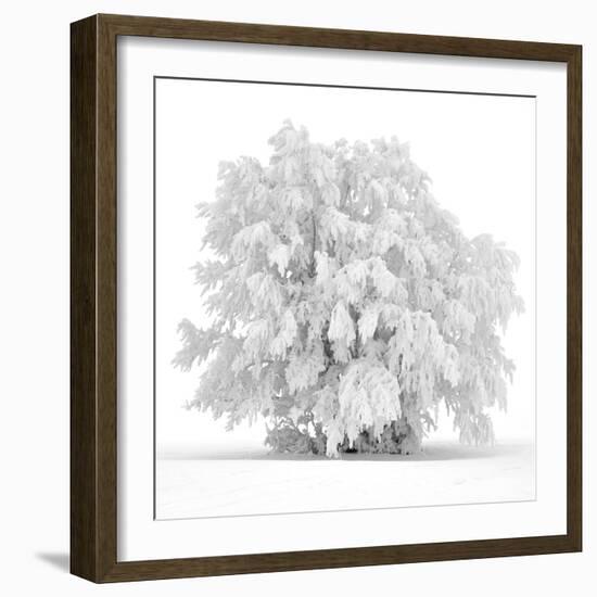 Not just white-Philippe Sainte-Laudy-Framed Photographic Print