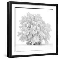 Not just white-Philippe Sainte-Laudy-Framed Photographic Print