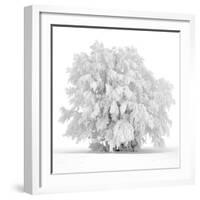 Not just white-Philippe Sainte-Laudy-Framed Photographic Print