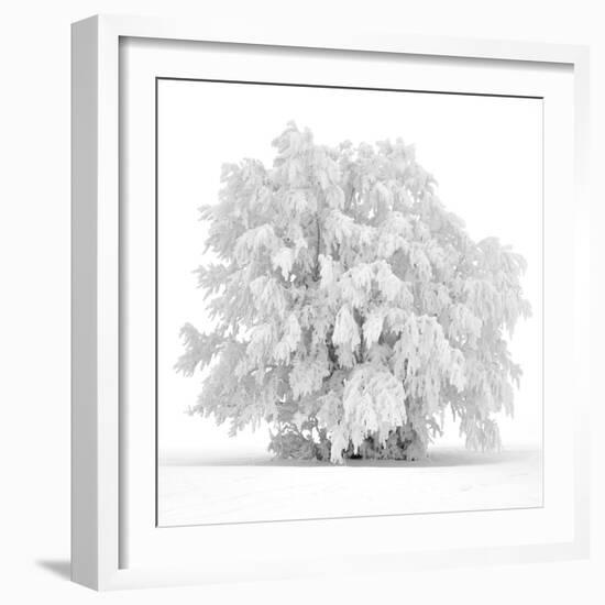 Not just white-Philippe Sainte-Laudy-Framed Photographic Print