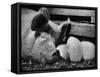 Not Pure Breds, Mixed Yorkshire Pigs, on Iowa Farm-Gordon Parks-Framed Stretched Canvas