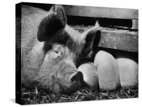 Not Pure Breds, Mixed Yorkshire Pigs, on Iowa Farm-Gordon Parks-Stretched Canvas