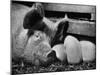 Not Pure Breds, Mixed Yorkshire Pigs, on Iowa Farm-Gordon Parks-Mounted Photographic Print