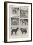 Notable Prize-Winners at the Kennel Club's Forty-Sixth Exhibition-null-Framed Giclee Print