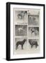 Notable Prize-Winners at the Kennel Club's Forty-Sixth Exhibition-null-Framed Giclee Print