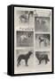 Notable Prize-Winners at the Kennel Club's Forty-Sixth Exhibition-null-Framed Stretched Canvas