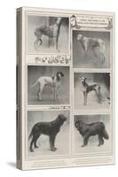 Notable Prize-Winners at the Kennel Club's Forty-Sixth Exhibition-null-Stretched Canvas