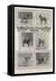 Notable Prize-Winners at the Kennel Club's Forty-Sixth Exhibition-null-Framed Stretched Canvas