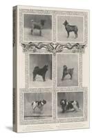 Notable Prize-Winners at the Kennel Club's Forty-Sixth Exhibition-null-Stretched Canvas
