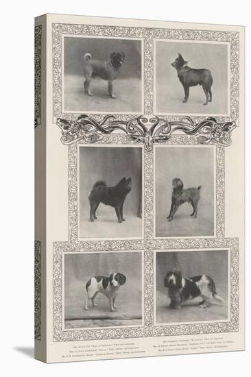 Notable Prize-Winners at the Kennel Club's Forty-Sixth Exhibition-null-Stretched Canvas