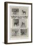 Notable Prize-Winners at the Kennel Club's Forty-Sixth Exhibition-null-Framed Giclee Print