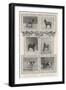 Notable Prize-Winners at the Kennel Club's Forty-Sixth Exhibition-null-Framed Giclee Print