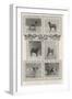 Notable Prize-Winners at the Kennel Club's Forty-Sixth Exhibition-null-Framed Giclee Print