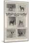 Notable Prize-Winners at the Kennel Club's Forty-Sixth Exhibition-null-Mounted Giclee Print