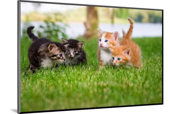 Photographic Print, , large