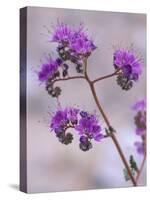 Notch-leaf Phacelia, Spring, Death Valley National Park, California, USA-Jamie & Judy Wild-Stretched Canvas